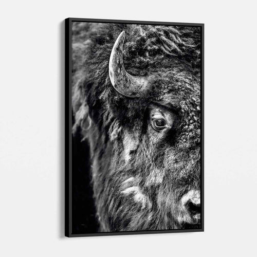 Black Bison Wall Art Canvas 9816