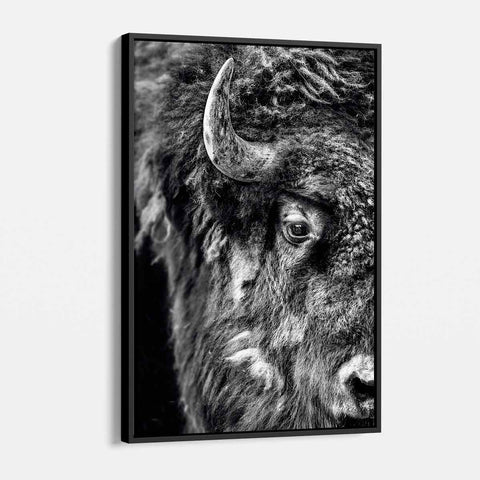 Black Bison Wall Art Canvas 9816