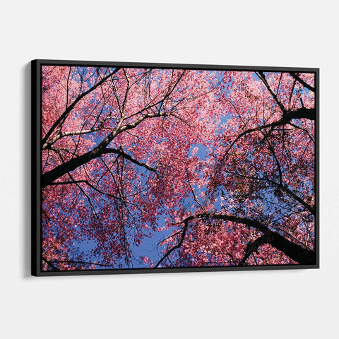 Pink Cherry Blossoms Wall Art Canvas 9367