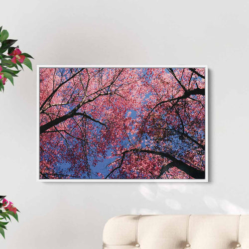 Pink Cherry Blossoms Wall Art Canvas 9367