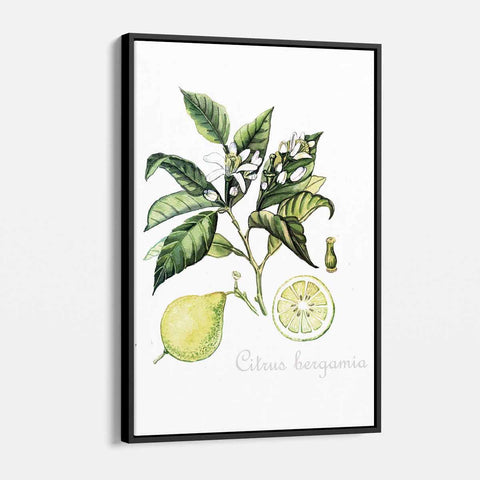 Green Citrus Wall Art Canvas 5643
