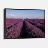 Purple Lavender Field Wall Art Canvas 1284
