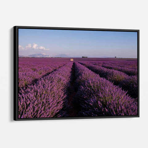 Purple Lavender Field Wall Art Canvas 1284