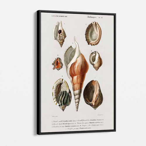 White Seashell Wall Art Canvas 4799