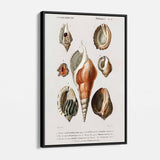 White Seashell Wall Art Canvas 4799
