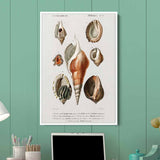 White Seashell Wall Art Canvas 4799